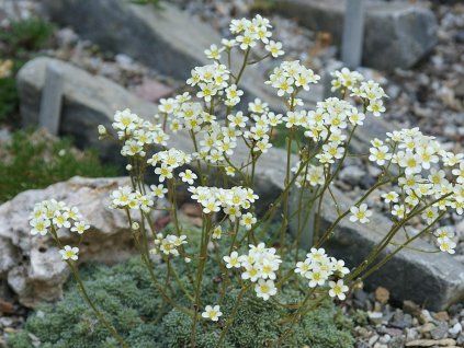 120123 lomikamen baldensis saxifraga baldensis