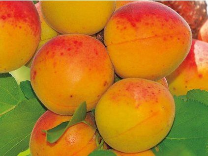 Meruňka 'Etela'  Prunus armeniaca 'Etela'