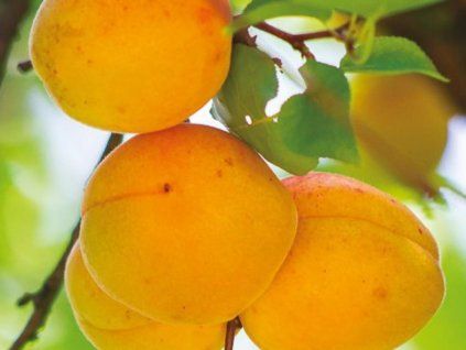Meruňka 'Telma'  Prunus armeniaca 'Telma'