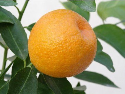 Mandarinka 'Marisol'  Citrus clementine 'Marisol'