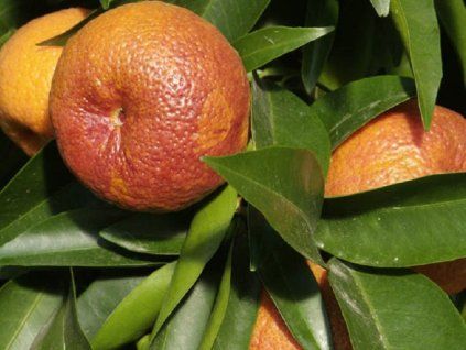 Mandarinka 'Rubino'  Citrus clementine 'Rubino'