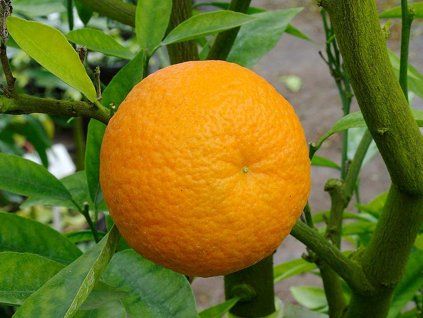 Mandarinka 'Nova'  Citrus sp.' Nova'
