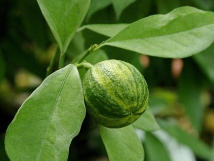 Pomerančovník 'Coditiana'  Citrus sinensis 'Coditiana'
