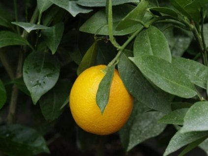 Pomerančovník 'Morita'  Citrus sinensis 'Morita'