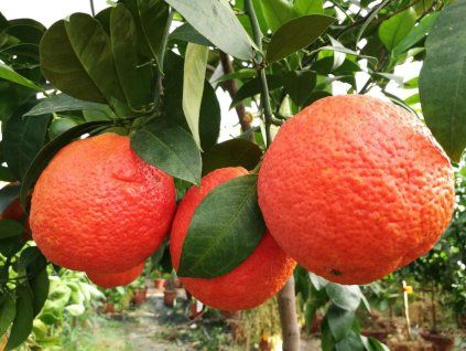 arancio vaniglia
