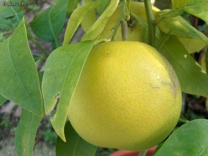 Pomelo 'Pomelo Walker'  Citrus grandis 'Pomelo Walker'