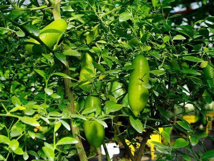 Australský citrus 'Faustrime'  Citrus grandis 'Faustrime'