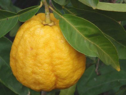 Citrus 'Ichang Lemon'  Citrus ichangensis × maxima ICHANG LEMON
