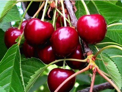 Třešeň 'Granát'  Prunus avium 'Granát'