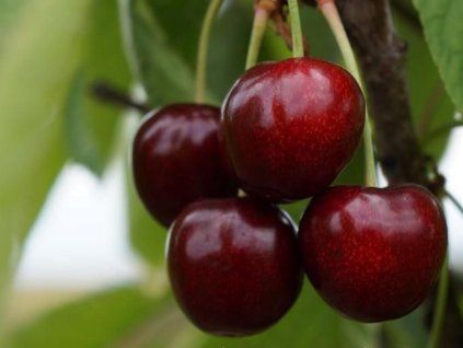 Třešeň 'Karešova'  Prunus avium 'Karešova'