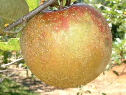 Jabloň 'Cornwallské hřebíčkové'  Malus domestica 'Cornwallské hřebíčkové'