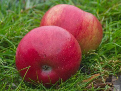 Jabloň 'Gdaňský Hranáč'  Malus domestica 'Gdaňský Hranáč'