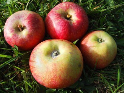 Jabloň 'Jakub Fischer'  Malus domestica 'Jakub Fischer'