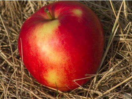 Jabloň 'Katia'  Malus domestica 'Katia'