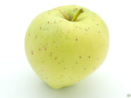 Jabloň 'Krasokvět Žlutý'  Malus domestica 'Krasokvět Žlutý'
