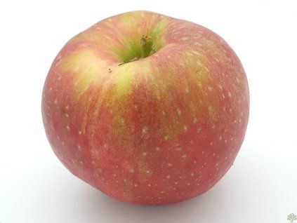Jabloň 'Táborita'  Malus domestica 'Táborita'