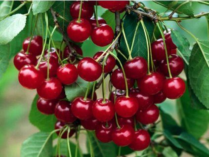 Višeň 'Morellenfeuer'  Prunus cerasus  'Morellenfeuer'