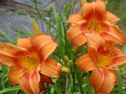 orange denivka