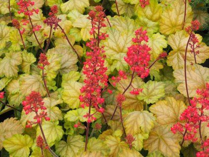 Dlužicha 'Tokyo' - Heuchera 'Tokyo'  Heuchera 'Tokyo'
