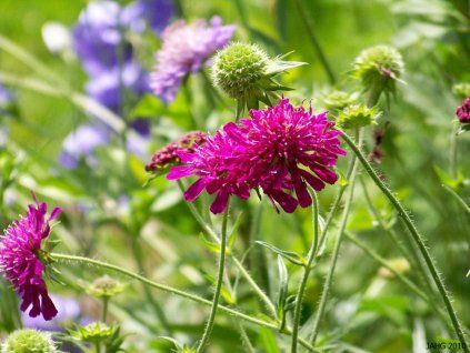 Chrastavec makedonský 'Melton Pastels' - Knautia macedonica 'Melton Pastels'  Knautia macedonica 'Melton Pastels'
