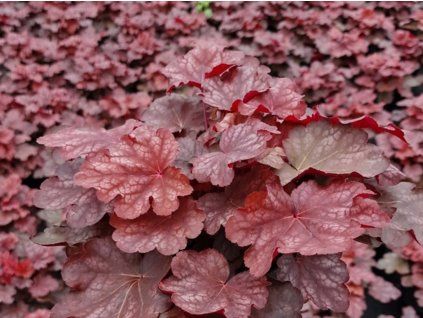 Dlužicha villosa 'Carnival Burgundy Blast' - Heuchera villosa 'Carnival Burgundy Blast'  Heuchera villosa 'Carnival Burgundy Blast'