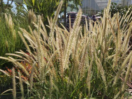Pennisetum Fairy Tails (1)