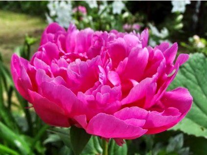 Pivoňka čínská 'Jadwiga' - Paeonia lactiflora 'Jadwiga'  Paeonia lactiflora 'Jadwiga'