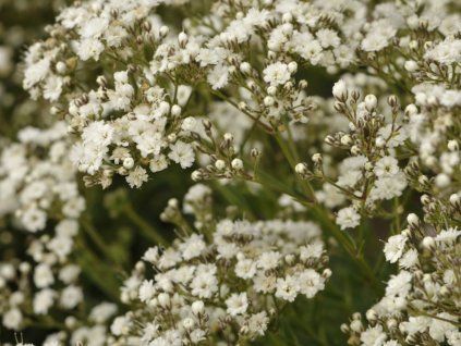 Šater latnatý 'Festival White Flare' - Gypsophila paniculata 'Festival White Flare'  Gypsophila paniculata 'Festival White Flare'