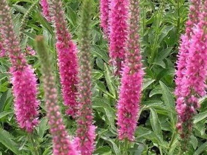 120702 rozrazil dlouholisty rosea veronica longifolia rosea