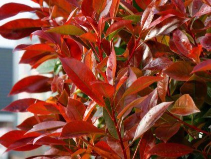 photinia x fraseri red light oploo1