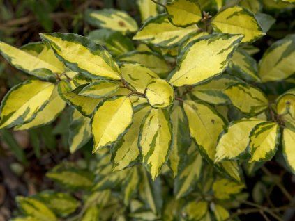 Hlo�ina Ebbingeova �Lemon Ice� (Balen� kontejner C4)