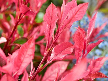 Blýskavka Fraserova 'Little Fenna'  Photinia fraseri 'Little Fenna'