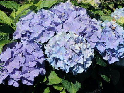 Hortenzie velkolistá  EVERBLOOM 'Blue Wonder' (Balení kontejner C5)