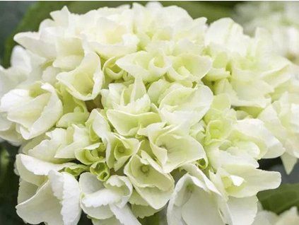 white wonder