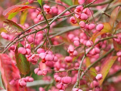 Brslen Hamiltonův 'Indian Summer'  Euonymus hamiltonianus 'Indian Summer'