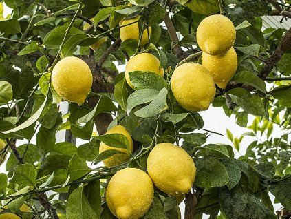 Citrus 'Rifiorente Sarde'  Citrus limon 'Rifiorente Sarde'