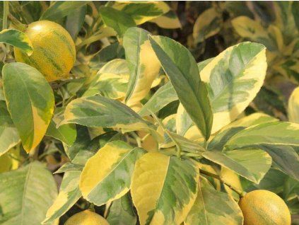 Citrónovník 'Variegato'  Citrus limon 'Variegato'