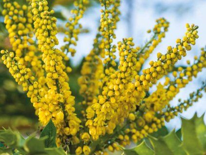 mahonia japonica