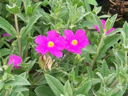 cistus