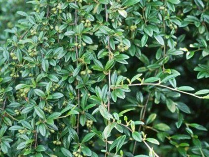 green carpet
