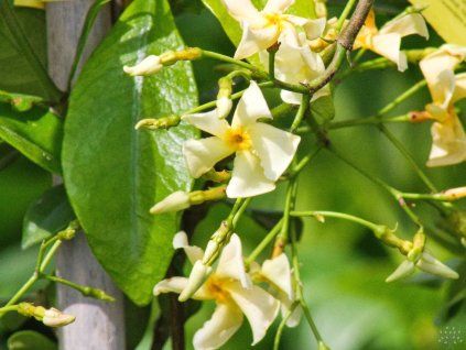 Trachelospermum asiaticum 'Chili and Vanilla' (2)