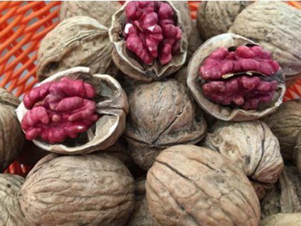 Ořešák královský 'Rubin' - kontejner  Juglans regia 'Rubin'