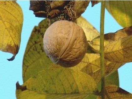 Ořešák královský 'Ovata'  Juglans regia 'Ovata'