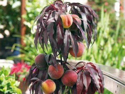 Broskvoň 'Honey Red' - kontejner  Prunus persica 'Honey Red'