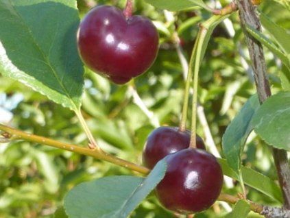 Višeň zakrslá 'Kerr's cherry' - kontejner  Prunus x kerrasis