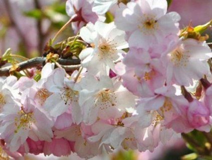 Třešeň chloupkatá 'Autumnalis Rosea' - kontejner  Prunus subhirtella 'Autumnalis Rosea'