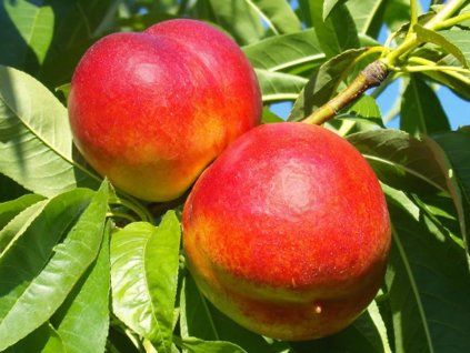 Nektarinka 'Stark Red Gold'- kontejner  Prunus persica 'Stark Red Gold'