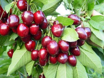 Třešeň 'Lapins' - kontejner  Prunus avium 'Lapins'