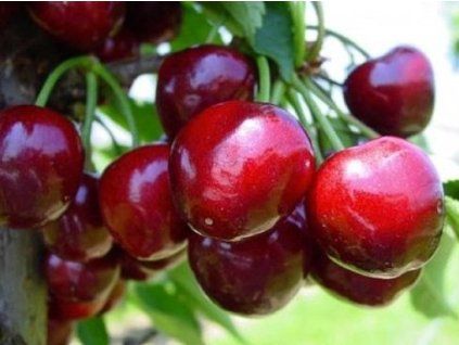 Třešeň 'Starking Hardy Giant' - kontejner  Prunus avium 'Starking Hardy Giant'
