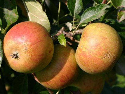 Jabloň 'Coxova Reneta' - kontejner  Malus domestica 'Coxova Reneta'